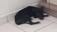 Pretinho