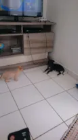 Pretinho