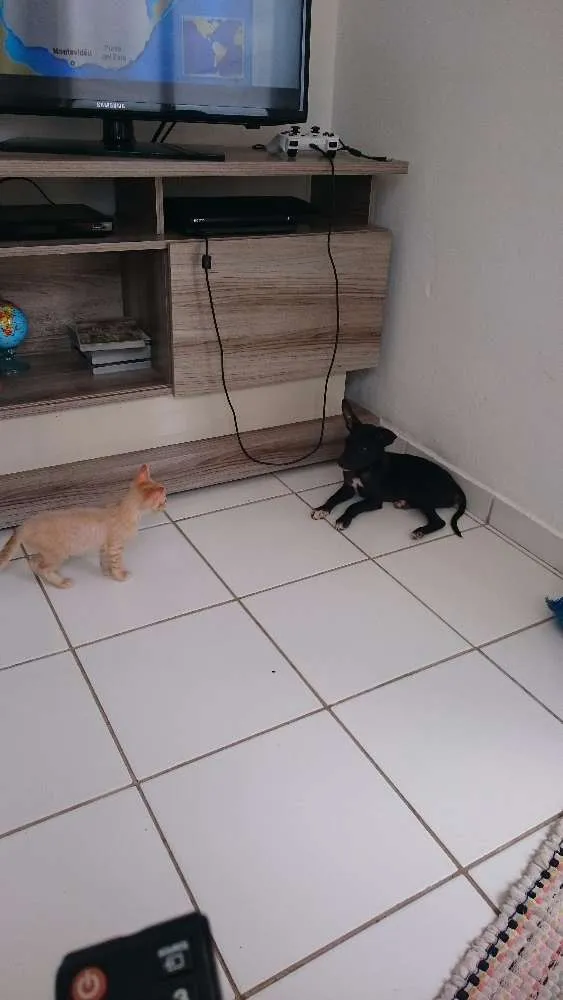 Cachorro ra a Vira lata  idade 2 a 6 meses nome Pretinho