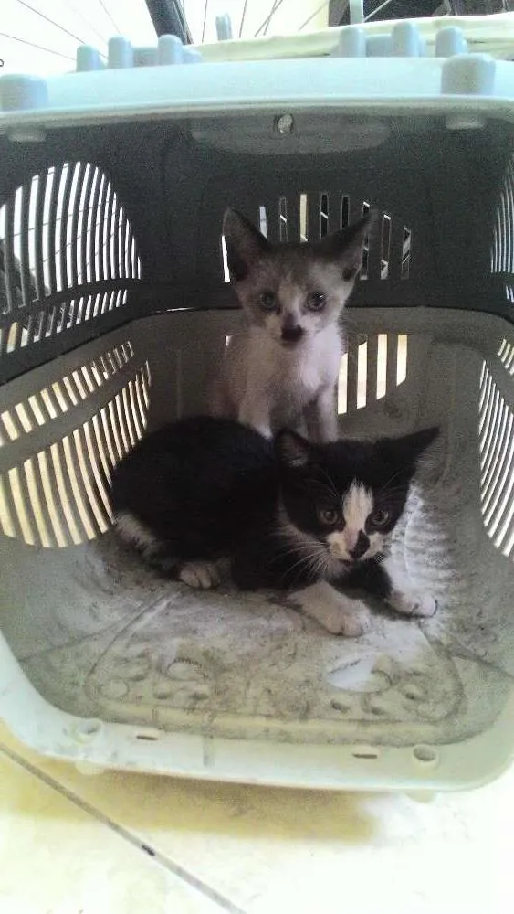 Gato ra a  idade Abaixo de 2 meses nome Sem nome