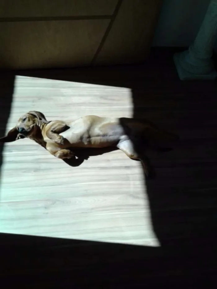Cachorro ra a Dachshund idade 1 ano nome Cacau 
