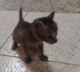 Rabo quebrado, raja