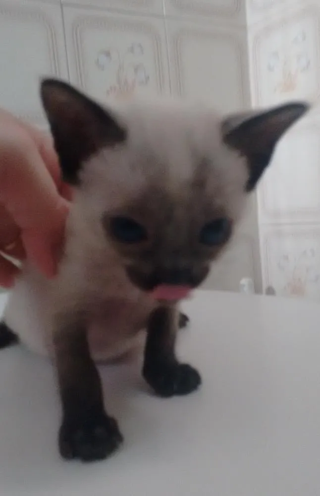 Gato ra a  idade Abaixo de 2 meses nome Rabo quebrado, raja