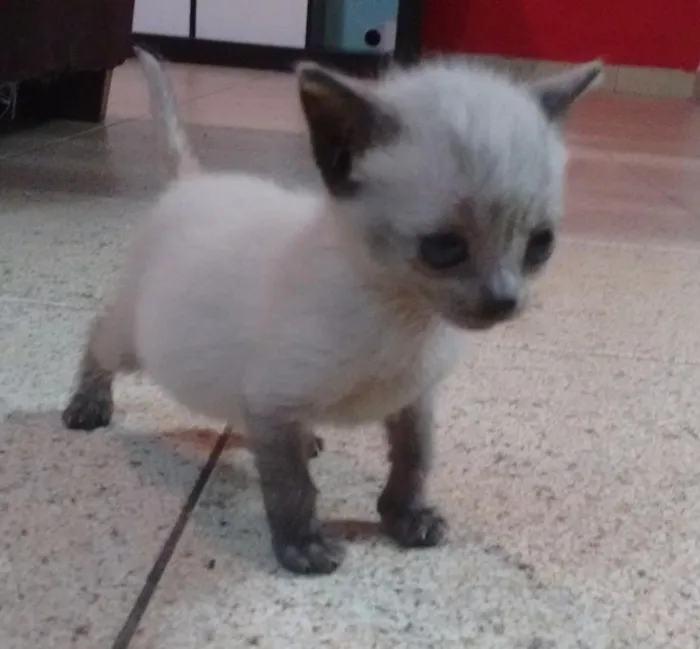 Gato ra a  idade Abaixo de 2 meses nome Rabo quebrado, raja