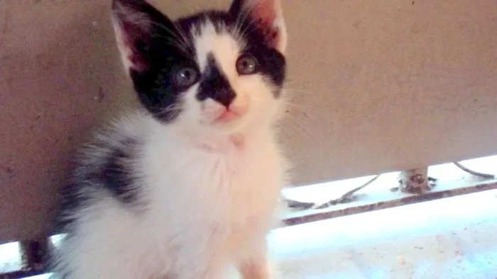 Gato raça  idade Abaixo de 2 meses nome Adote