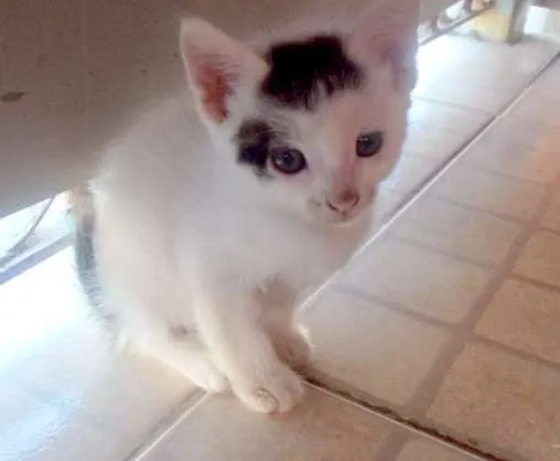 Gato raça  idade Abaixo de 2 meses nome ..