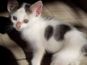 Gato raça  idade Abaixo de 2 meses nome ........