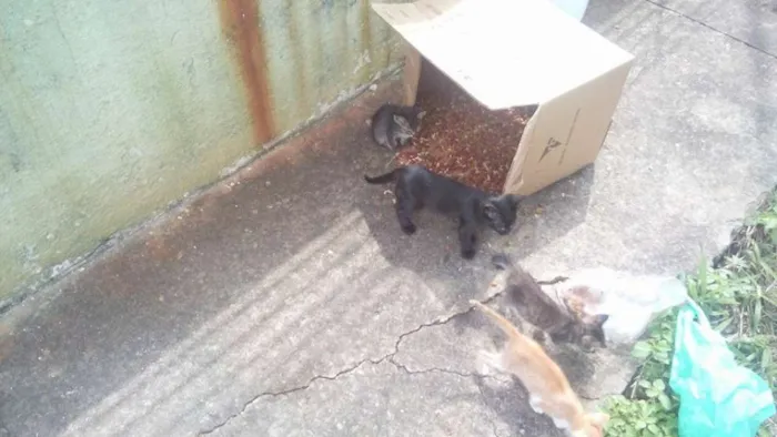 Gato ra a  idade Abaixo de 2 meses nome Precisa de nomes
