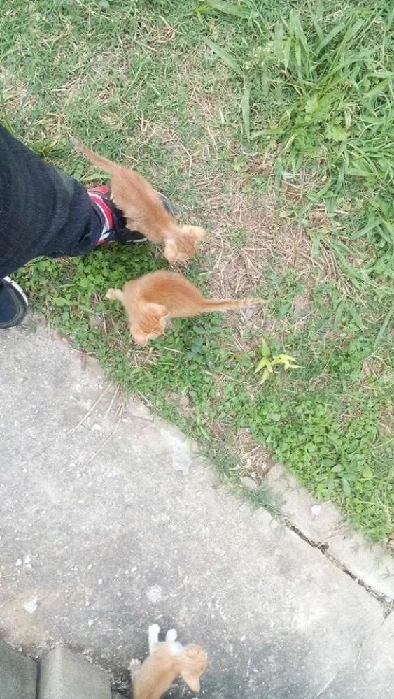 Gato ra a  idade Abaixo de 2 meses nome Precisa de nomes