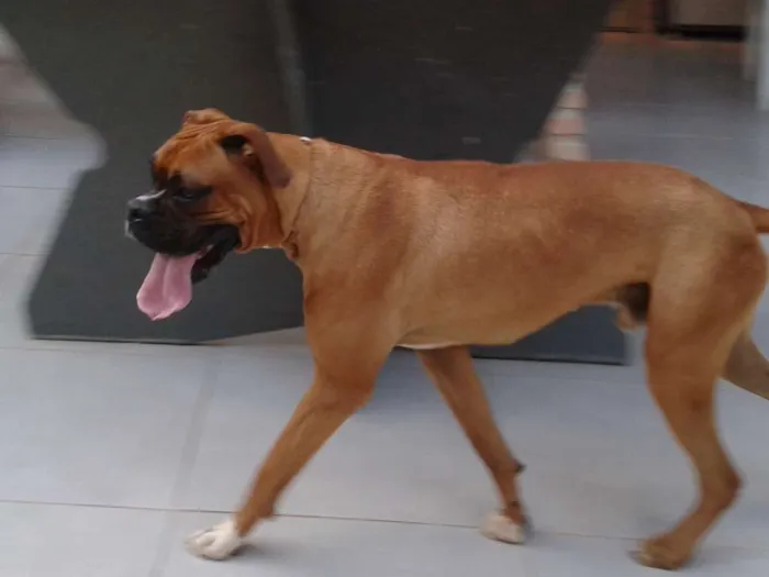 Cachorro raça Boxer idade 1 ano nome Frodo