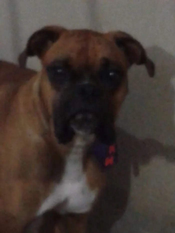 Cachorro raça Boxer idade 1 ano nome Frodo