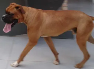 Cachorro raça Boxer idade 1 ano nome Frodo