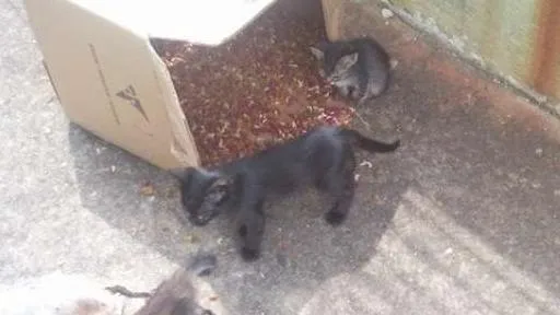 Gato ra a  idade Abaixo de 2 meses nome Precisa de nomes