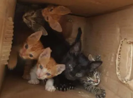 Gato ra a  idade Abaixo de 2 meses nome Precisa de nomes