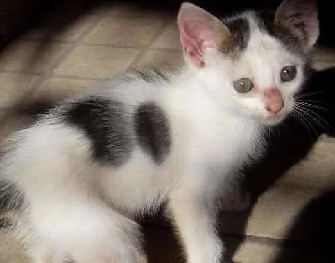 Gato raça  idade Abaixo de 2 meses nome ........