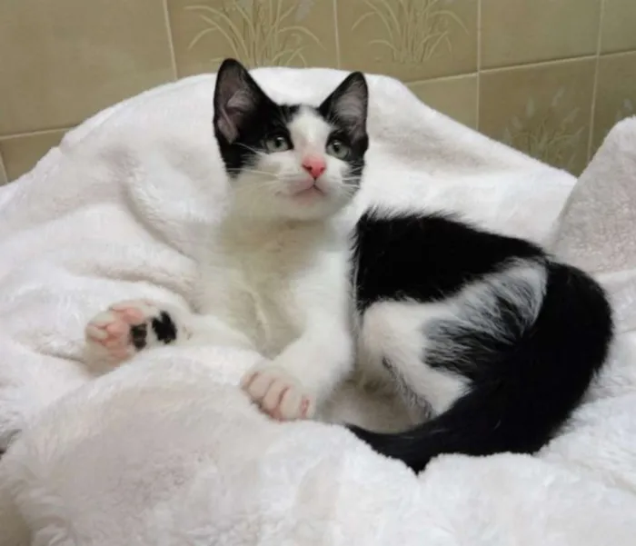 Gato ra a SRD idade Abaixo de 2 meses nome Charlie