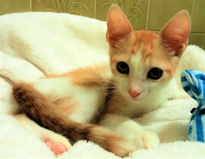 Gato ra a SRD idade Abaixo de 2 meses nome Oliver Khan