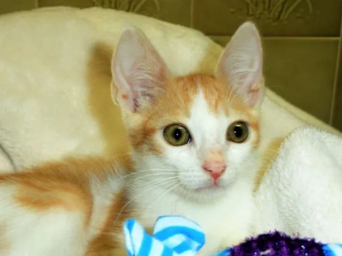 Gato ra a SRD idade Abaixo de 2 meses nome Oliver Khan