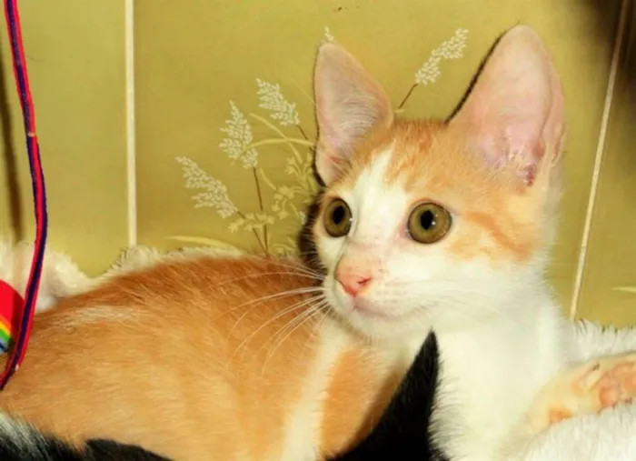 Gato ra a SRD idade Abaixo de 2 meses nome Oliver Khan
