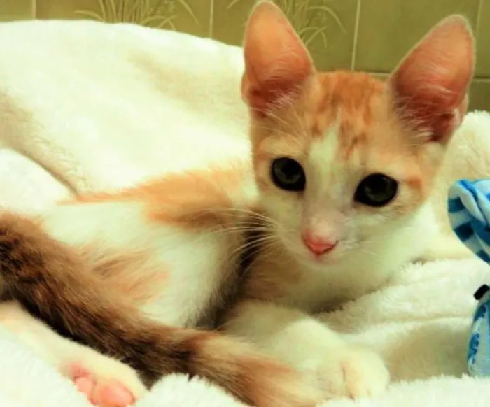 Gato ra a SRD idade Abaixo de 2 meses nome Oliver Khan
