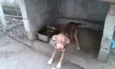 Pituca