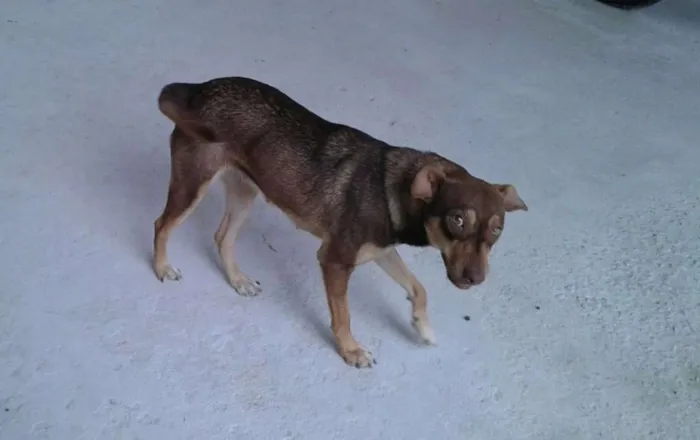 Cachorro raça Indefinida idade 7 a 11 meses nome Pituca