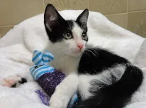 Gato raça SRD idade Abaixo de 2 meses nome Charlie