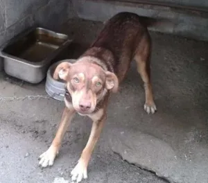 Cachorro raça Indefinida idade 7 a 11 meses nome Pituca