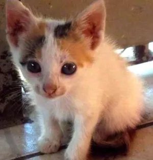 Gato raça  idade Abaixo de 2 meses nome ...