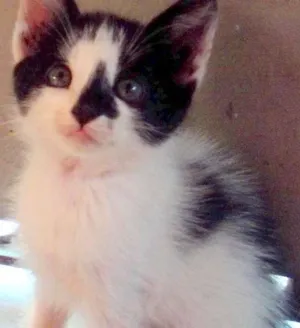 Gato raça  idade Abaixo de 2 meses nome Adote
