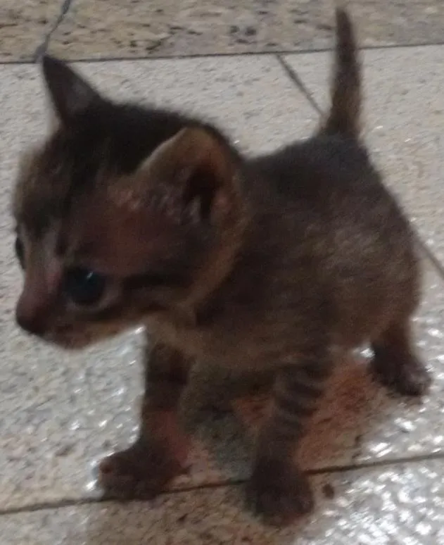 Gato ra a  idade Abaixo de 2 meses nome Rabo quebrado, raja