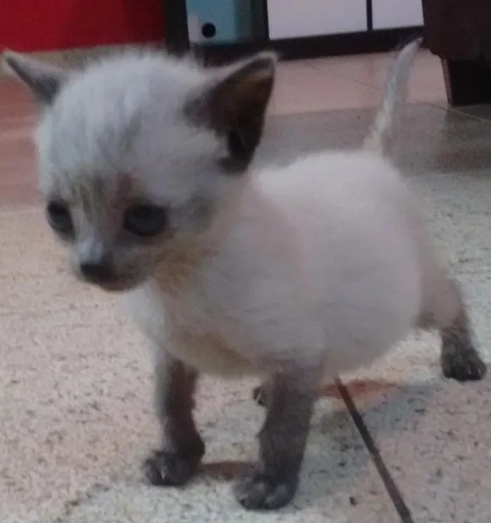 Gato ra a  idade Abaixo de 2 meses nome Rabo quebrado, raja