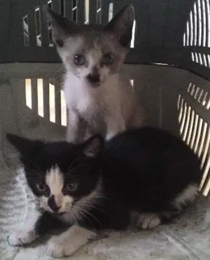 Gato raça  idade Abaixo de 2 meses nome Sem nome