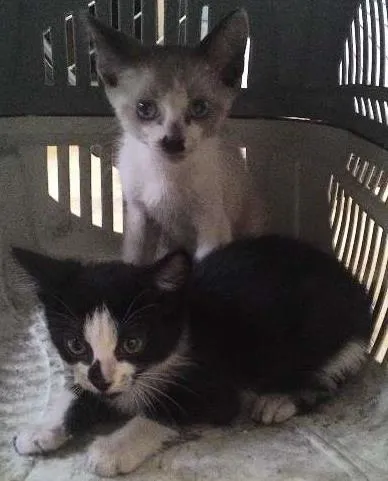 Gato ra a  idade Abaixo de 2 meses nome Sem nome