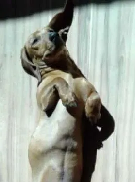 Cachorro raça Dachshund idade 1 ano nome Cacau 
