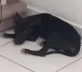 Pretinho