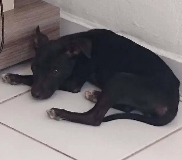 Cachorro ra a Vira lata  idade 2 a 6 meses nome Pretinho