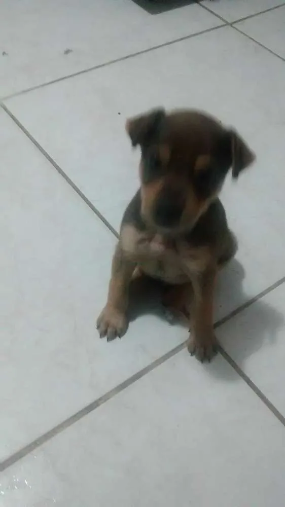 Cachorro ra a sem raça determinada idade Abaixo de 2 meses nome He man