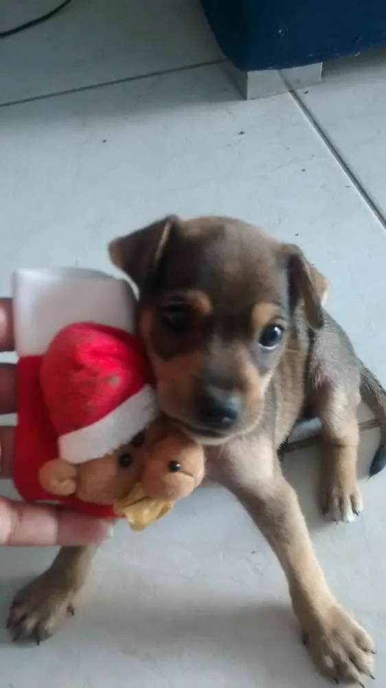 Cachorro ra a sem raça determinada idade Abaixo de 2 meses nome He man