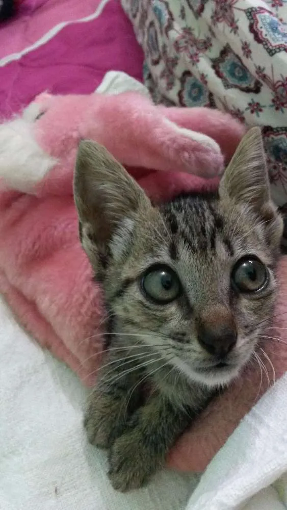 Gato ra a Sem raça  definida idade Abaixo de 2 meses nome Sem nome