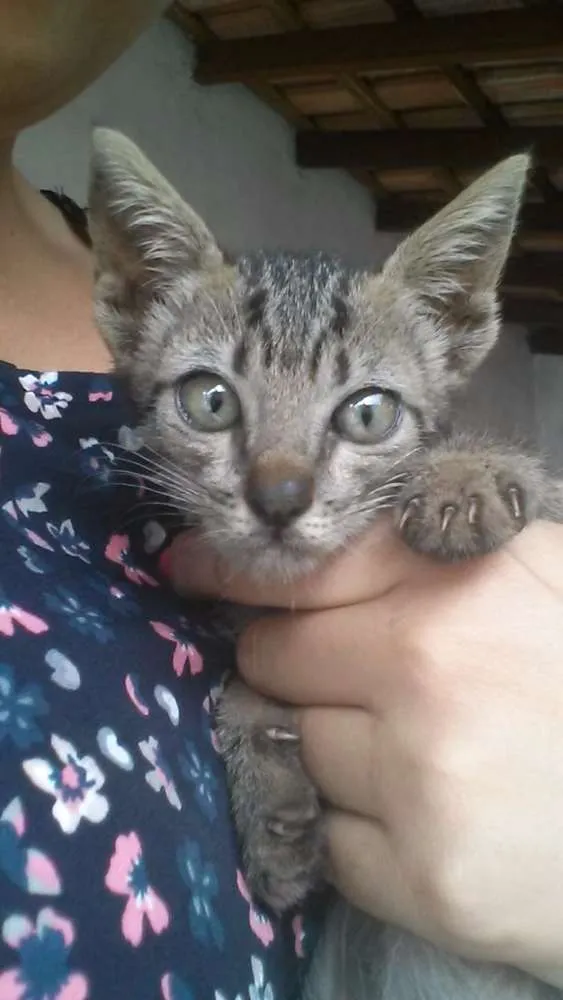 Gato ra a Sem raça  definida idade Abaixo de 2 meses nome Sem nome