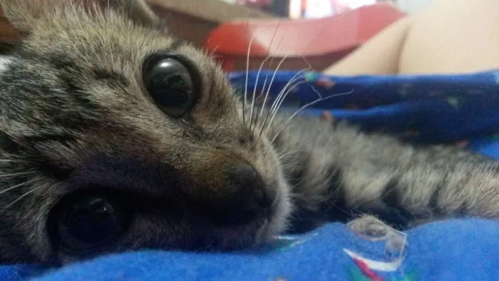 Gato ra a Sem raça  definida idade Abaixo de 2 meses nome Sem nome