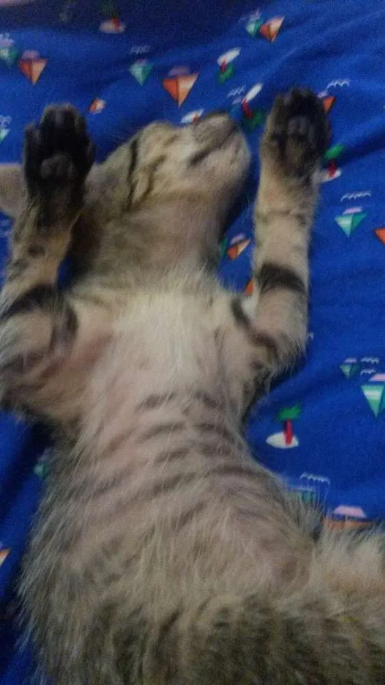 Gato ra a Sem raça  definida idade Abaixo de 2 meses nome Sem nome