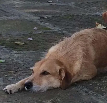 Cachorro ra a vira-lata idade 5 anos nome Pedrita