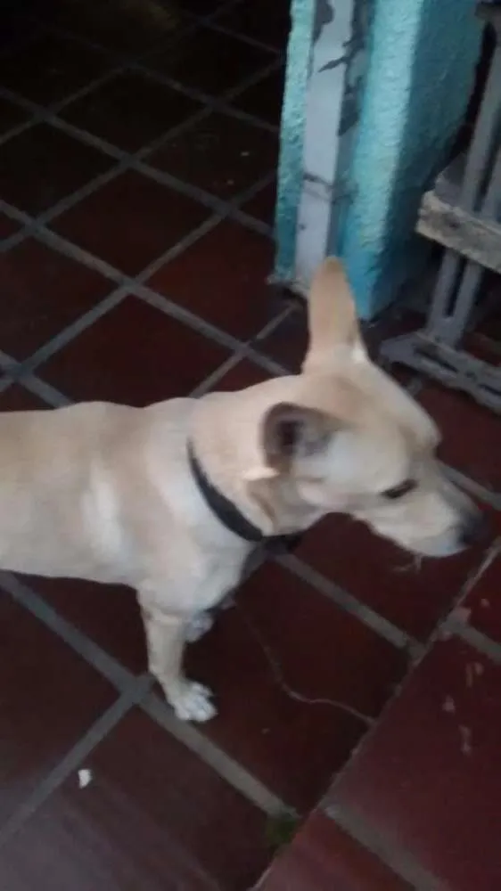 Cachorro ra a SRD idade 2 anos nome troy