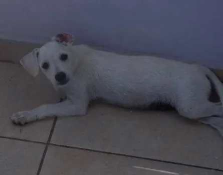 Cachorro ra a Indefinida idade 2 a 6 meses nome Laranjinha