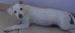 Cachorro raça Indefinida idade 2 a 6 meses nome Laranjinha