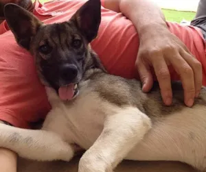 Cachorro raça Vira lata  idade  nome Cristal 