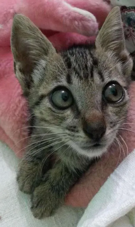 Gato ra a Sem raça  definida idade Abaixo de 2 meses nome Sem nome