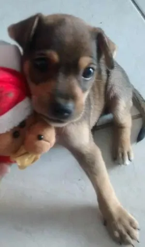 Cachorro raça sem raça determinada idade Abaixo de 2 meses nome He man